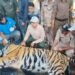 अनाथ शावक को जंगल का योद्धा बनाकर भेजा गया नौरादेही, संरक्षण प्रयासों को मिली बड़ी सफलता