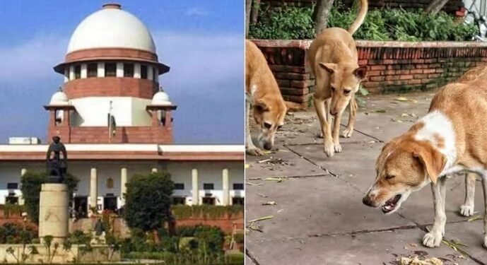 इतने आवारा कुत्ते…रात भर भौंकते हैं, नीद हराम है… सुप्रीम कोर्ट ने सुनीं लोगों की दलीलें, 28 को होगा फैसला