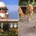 इतने आवारा कुत्ते…रात भर भौंकते हैं, नीद हराम है… सुप्रीम कोर्ट ने सुनीं लोगों की दलीलें, 28 को होगा फैसला