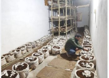 YouTube से सीखी मशरूम की खेती, मोनू तिवारी ने घर के कमरे में उगाई, अब बड़े शहरों से मिल रहे ऑर्डर