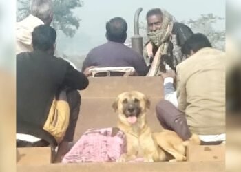 बेजुबान ने नहीं छोड़ा साथ… मालिक की मौत के बाद शव के पास बैठा रहा कुत्ता, पोस्टमार्टम हाउस से लेकर श्मशान तक गया