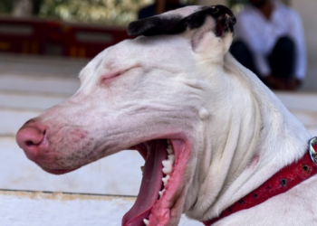 कुत्ते क्यों नहीं लौटाए? कोर्ट ने रिहाई में लापरवाही को लेकर संजय गांधी एनिमल केयर सेंटर पर ठोका जुर्माना