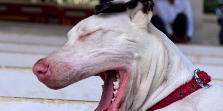 कुत्ते क्यों नहीं लौटाए? कोर्ट ने रिहाई में लापरवाही को लेकर संजय गांधी एनिमल केयर सेंटर पर ठोका जुर्माना