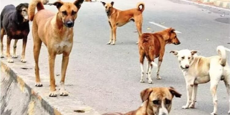 डॉग शेल्टर पर 10 करोड़ खर्च करेगी MCD, अगले बजट में आवंटन की तैयारी