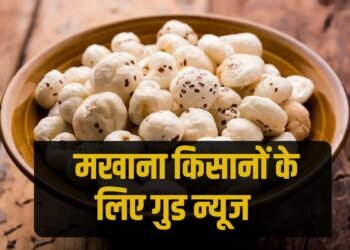 बिहार का मखाना समुद्री मार्ग से दुबई रवाना, एक्सपोर्ट में किसानों की बड़ी छलांग