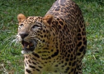 एक घर, एक युवक और तेंदुआ… चाकू से हुई खौफनाक भिड़ंत, शख्स गंभीर रूप से घायल