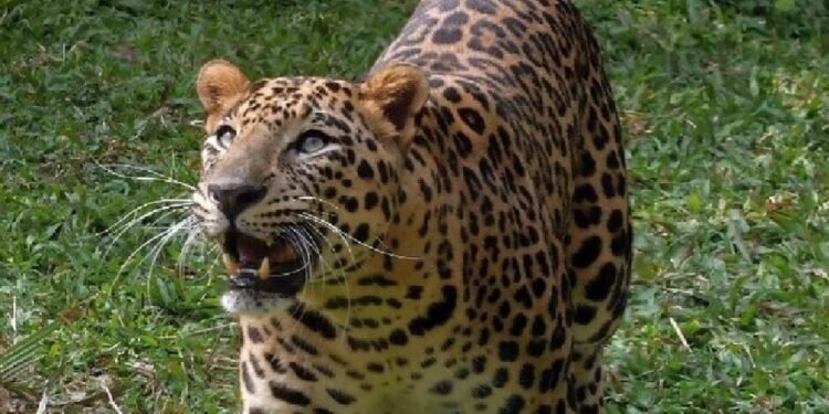 एक घर, एक युवक और तेंदुआ… चाकू से हुई खौफनाक भिड़ंत, शख्स गंभीर रूप से घायल