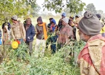 पन्ना में खौफनाक मंजर… दादा का खाना देने निकला था 10 साल का मासूम, रास्ते में उठाकर पेड़ पर ले गया तेंदुआ, सिर धड़ से किया अलग