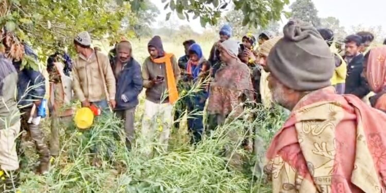 पन्ना में खौफनाक मंजर… दादा का खाना देने निकला था 10 साल का मासूम, रास्ते में उठाकर पेड़ पर ले गया तेंदुआ, सिर धड़ से किया अलग