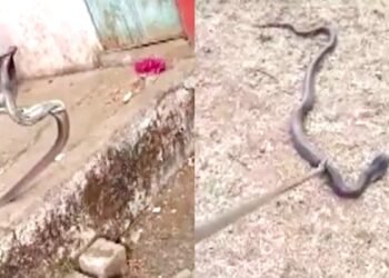 स्कूल की किचन में छिपा था 6 फीट लंबा कोबरा, क्लास छोड़ मैदान में भागे बच्चे, 2 घंटे चला रेस्क्यू