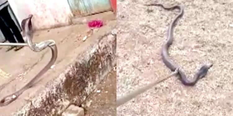स्कूल की किचन में छिपा था 6 फीट लंबा कोबरा, क्लास छोड़ मैदान में भागे बच्चे, 2 घंटे चला रेस्क्यू