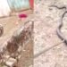स्कूल की किचन में छिपा था 6 फीट लंबा कोबरा, क्लास छोड़ मैदान में भागे बच्चे, 2 घंटे चला रेस्क्यू