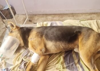 भोपाल में बेजुबानों का ‘कत्लेआम’: 5 कुत्तों को खाने में दिया जहर, तड़प-तड़प कर हुई मौत