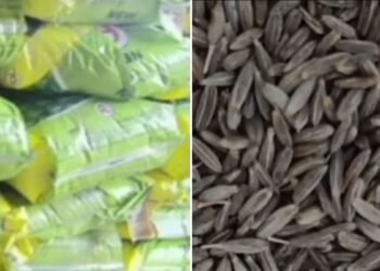 सीमेंट और केमिकल से तैयार हो रहा था नकली जीरा… ब्रांडेड पैकेट्स में भरकर बाजार में करते थे सप्लाई