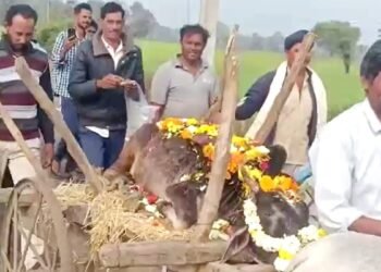 गाय की अनोखी अंतिम यात्रा… ढोल-नगाड़े बजे, पटाखे फूटे और वैदिक मंत्रों के साथ दी गई विदाई