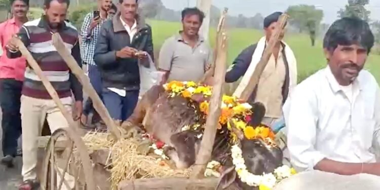 गाय की अनोखी अंतिम यात्रा… ढोल-नगाड़े बजे, पटाखे फूटे और वैदिक मंत्रों के साथ दी गई विदाई