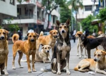 बिहार में रोज 776 लोगों को काट रहे हैं कुत्ते, जानिए किस जिले में सबसे बुरा हाल