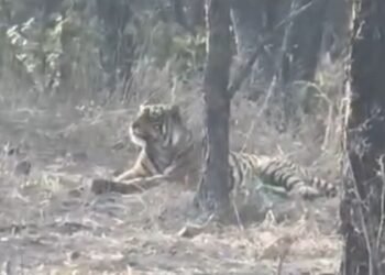 चीतों के घर में बाघ की एंट्री… कूनो नेशनल पार्क में पहली बार आया नजर, कैमरे में कैद हुई तस्वीर