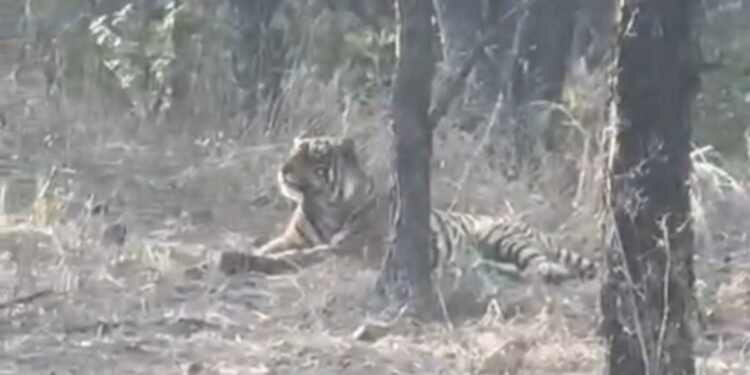 चीतों के घर में बाघ की एंट्री… कूनो नेशनल पार्क में पहली बार आया नजर, कैमरे में कैद हुई तस्वीर