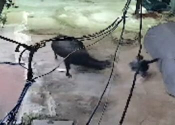 ग्वालियर: ट्यूशन से लौट रहे 6 साल के मासूम को सांड ने मारी टक्कर, सिर पर आए 25 टांके,