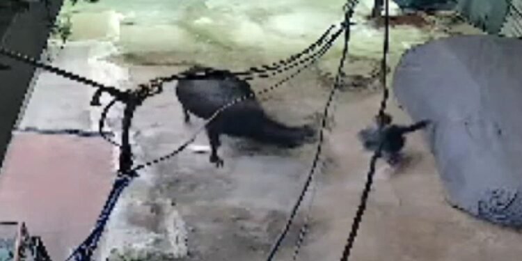 ग्वालियर: ट्यूशन से लौट रहे 6 साल के मासूम को सांड ने मारी टक्कर, सिर पर आए 25 टांके,