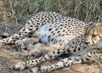 कूनो में फिर गूंजी किलकारी: ‘गामिनी’ ने दिया 3 शावकों को जन्म, चीतों का कुनबा बढ़कर हुआ 38