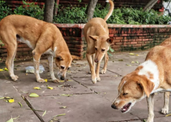 MP विधानसभा में आवारा कुत्तों पर तल्खी… कैलाश विजयवर्गीय बोले- श्वान इंसानों के शत्रु नहीं, BJP MLA ने कहा- नस्ल ही खत्म कर दो