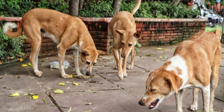 MP विधानसभा में आवारा कुत्तों पर तल्खी… कैलाश विजयवर्गीय बोले- श्वान इंसानों के शत्रु नहीं, BJP MLA ने कहा- नस्ल ही खत्म कर दो