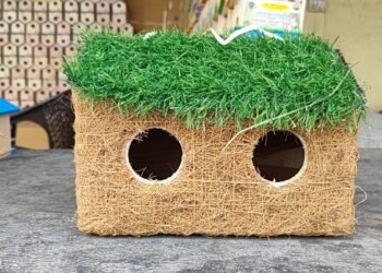 ‘चीं-चीं’ से चहकेगा आंगन: गौरैया को बचाने के लिए तैयार कराए 5000 घोंसले, महाकाल के रक्षा सूत्र से सुरक्षित होगा आशियाना