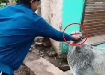 गाय को पहनाई इस्लामिक टोपी और वीडियो बनाकर लिखा- सेहरी के बाद मस्ती; पुलिस ने लिया एक्शन