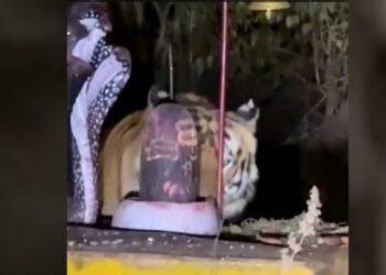 रात के अंधेरे में शिवलिंग पर क्यों सिर रगड़ रहा था बाघ? MP के जंगल से वायरल हुआ हैरान कर देने वाला वीडियो