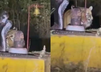 MP: जंगल में शिवलिंग पर सिर रगड़ता दिखा बाघ, हैरान कर देने वाला Video वायरल