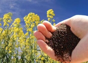 उड़द पर बोनस और सरसों पर भावांतर का ऐलान, 5 फसलों पर CM मोहन यादव की बड़ी घोषणाएं