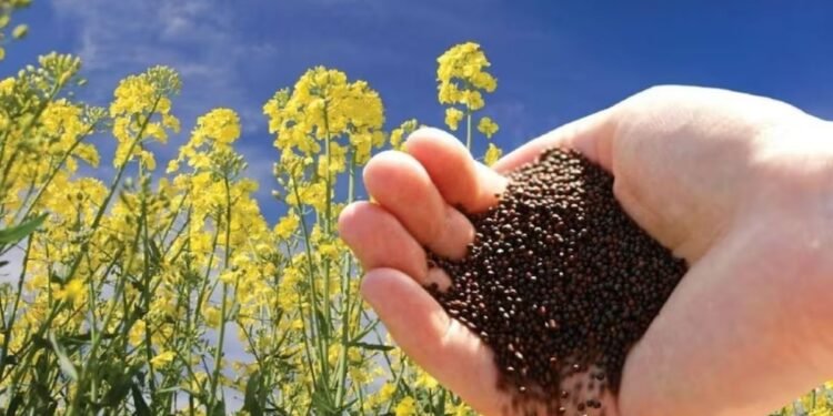 उड़द पर बोनस और सरसों पर भावांतर का ऐलान, 5 फसलों पर CM मोहन यादव की बड़ी घोषणाएं