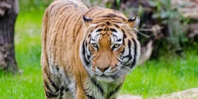 बांधवगढ़ में महज ढाई महीने के भीतर 8 बाघों की मौत, 50% के मरने का पैटर्न एक जैसा; हाई कोर्ट में गूंजा शिकार का मुद्दा