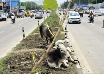‘2 साल बाद MP की सड़कों पर कोई आवारा मवेशी नहीं दिखेगा’, BJP सरकार ने विधानसभा में किया वादा