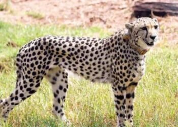 कूनो के चीतों को रोजाना ₹35 हजार का बकरी मांस, साल भर में ₹1.27 करोड़ खर्च; विधानसभा में सरकार का खुलासा