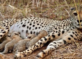 कूनो में ‘गामिनी’ का कमाल: 3 नहीं, 4 शावकों को दिया था जन्म; अब भारत में चीतों का कुनबा बढ़कर हुआ 39