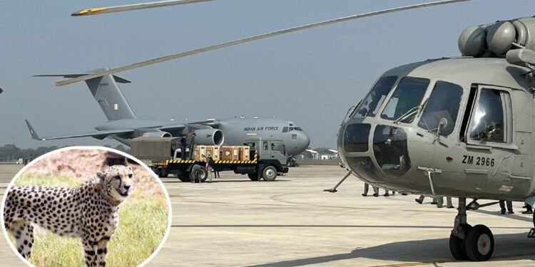 कूनो में बोत्सवाना से आ रहे 8 और चीते, शनिवार सुबह होगी ग्रैंड लैंडिंग, CM मोहन यादव करेंगे बाड़े में रिलीज