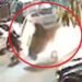 डिवाइडर से टकराकर खिलौने की तरह उछली कार, CCTV में कैद हुआ खौफनाक हादसा