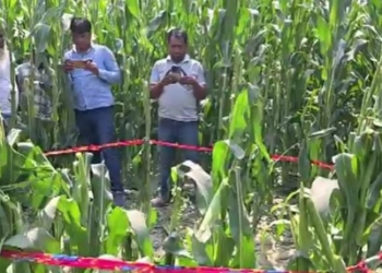 शिकायत की सजा मौत! नाबालिग ने धारदार हथियार से कर दी हत्या, मक्के के खेत में मिली मासूम की लाश