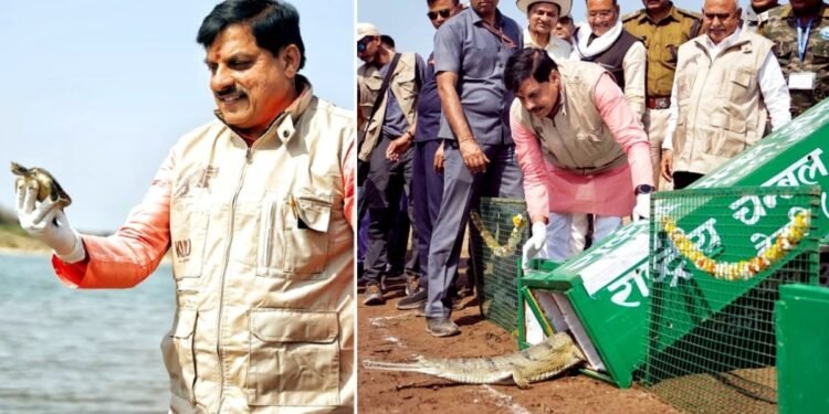 कूनो नदी में छोड़े 53 घड़ियाल और 25 दुर्लभ कछुए, नेशनल पार्क बना वन्यजीवों का हब
