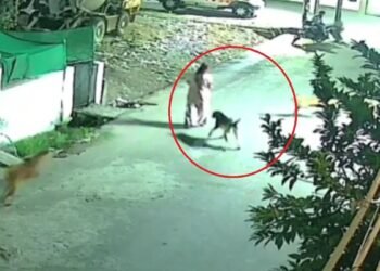 MP: खरगोन में आवारा कुत्तों का आतंक, एकाएक टूट पड़े बुजुर्ग महिला पर