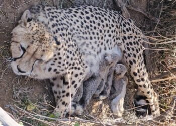 Kuno में ‘ज्वाला’ ने दिया 5 शावकों को जन्म, भारत में चीतों की संख्या 50 के पार