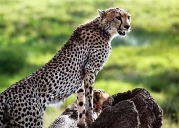 न सीमाओं की परवाह, न सरहद का डर… MP से निकल राजस्थान जा पहुंचे कूनो के चीते, NTCA ने कहा- यही तो है चीतों का असली व्यवहार