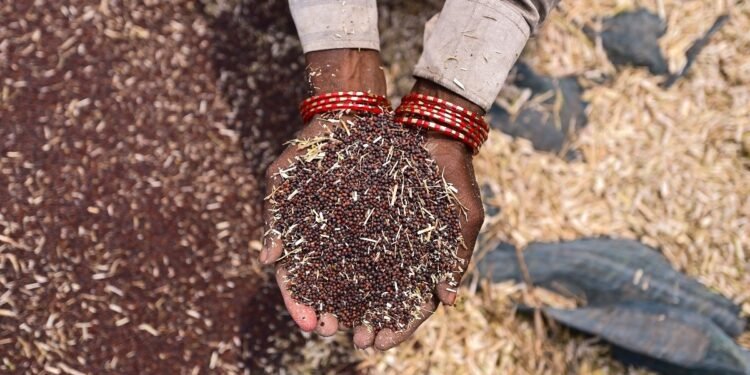 सरसों की खेती में नई कामयाबी… हिसार की यूनिवर्सिटी ने विकसित की हाइब्रिड किस्म, पैदावार में होगी बंपर बढ़ोतरी