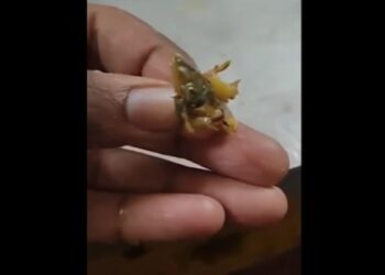 कॉलेज छात्र बोले- खाने में छिपकली है, एक झटके में खा गया कैंटीन स्टाफ, कहा- अरे, ये शिमला मिर्च है 