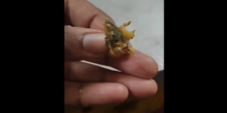 कॉलेज छात्र बोले- खाने में छिपकली है, एक झटके में खा गया कैंटीन स्टाफ, कहा- अरे, ये शिमला मिर्च है