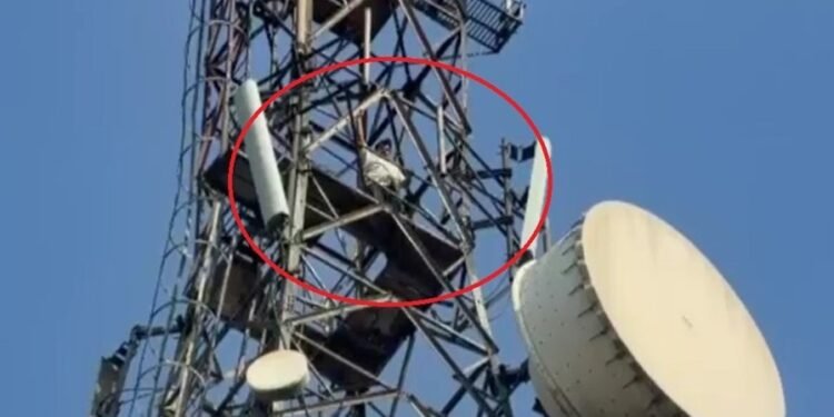 सोनीपत में 250 फीट ऊंचे मोबाइल टावर पर चढ़ा युवक, देने लगा कूदने की धमकी- VIDEO