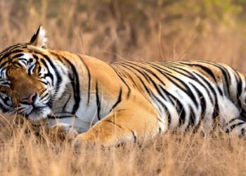 MP में रेडियो-कॉलर वाली बाघिन का शिकार, गड्ढे में दबा मिला शव, 5 आरोपी गिरफ्तार